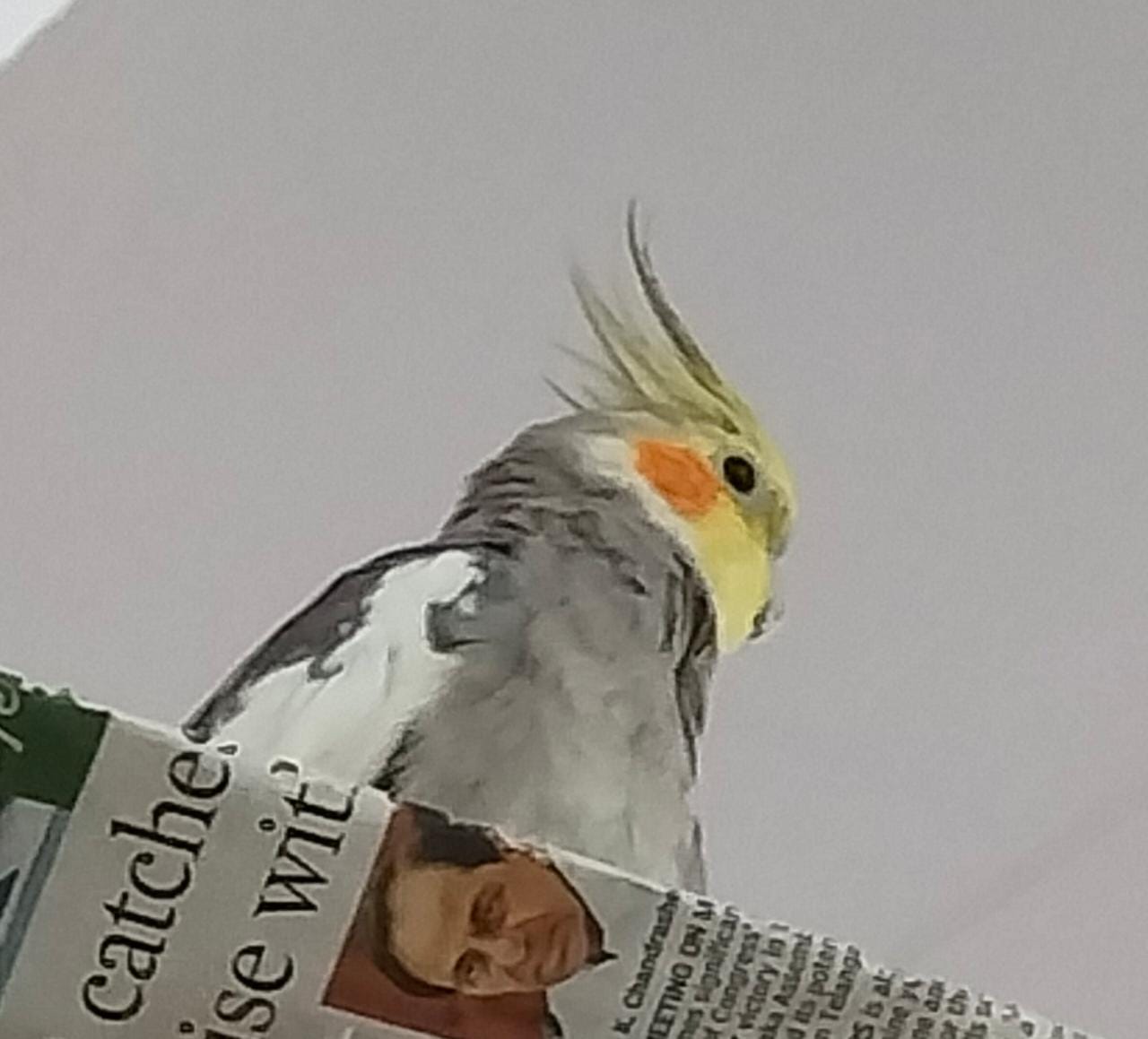 2 Cockatiels for sale 